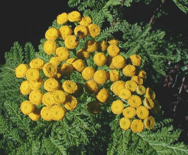 Tanacetum vulgare - Tansy