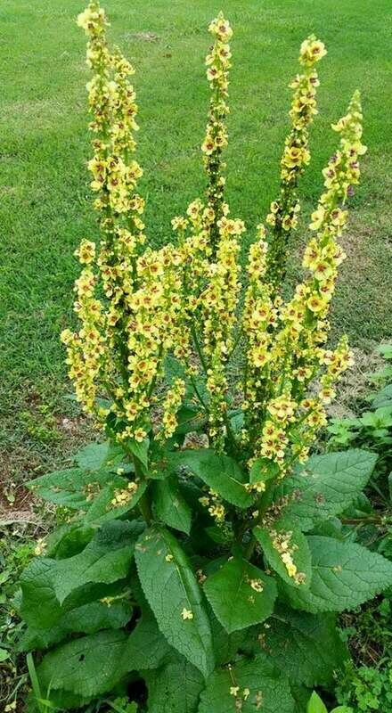 Verbascum nigrum '16 Candles' - Mullein, Yellow