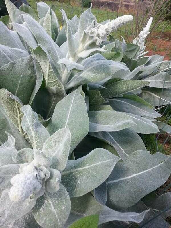 Verbascum bombyciferum 'Arctic Summer' - Silk Mullein