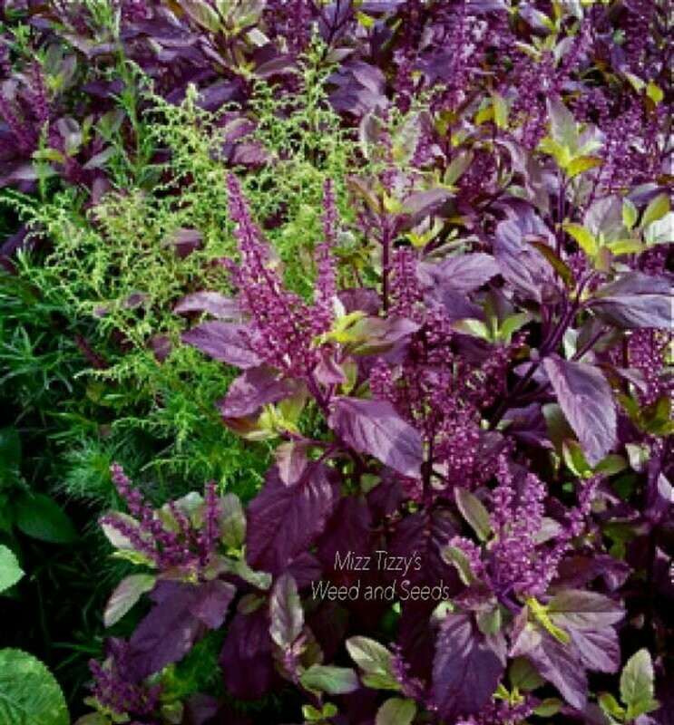 Ocimum tenuiflorum - Tulsi Krishna