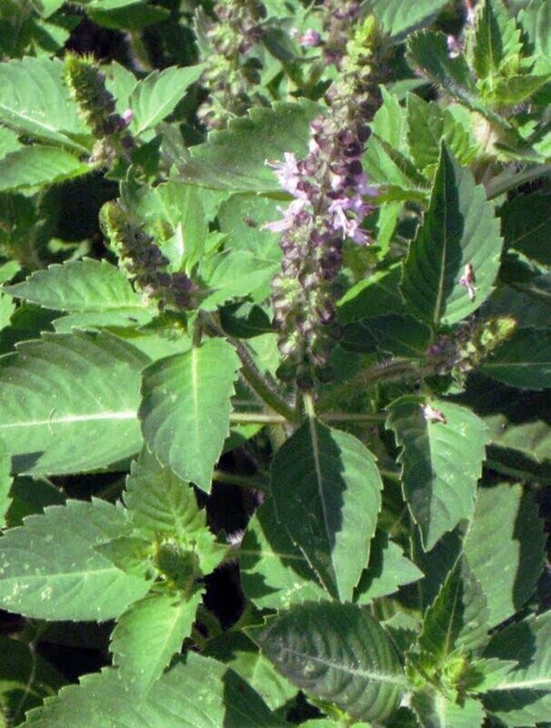 Ocimum tenuiflorum- Tulsi Kapoor - Camphor Basil