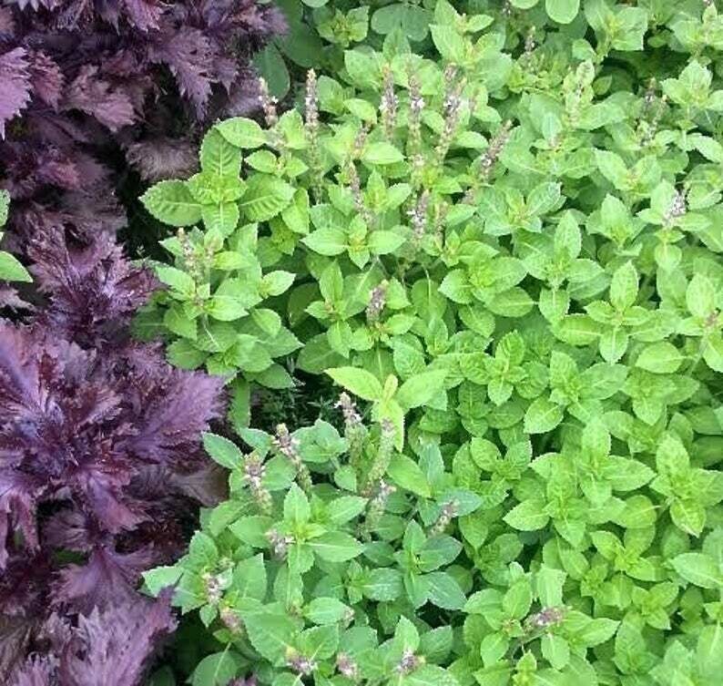Ocimum tenuiflorum - Tulsi Rama