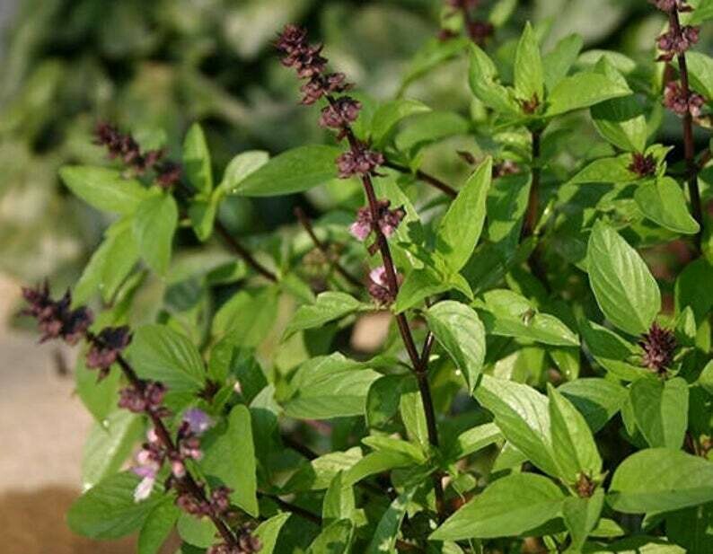 Ocimum tenuiflorum- Tulsi Nicobar
