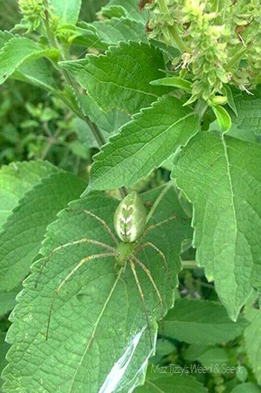 Ocimum gratissimum - Tulsi Vana - African Tree Basil