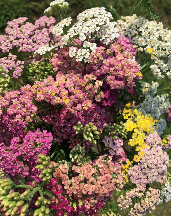 Achillea millefolium - Yarrow, Mixed Colors