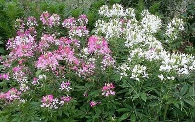 Cleome hassleriana - Mixed Rose and White