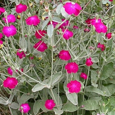 Lychnis cornaria - Rose Campion