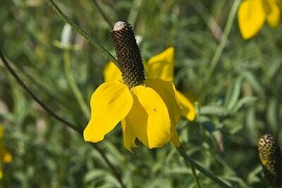 Ratibida columnaris - Yellow Prairie Coneflower