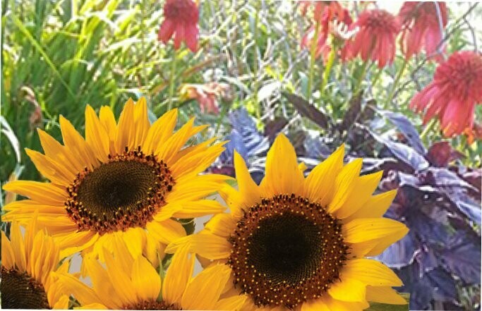 Helianthus annuus  - 'Holiday' - Sunflower