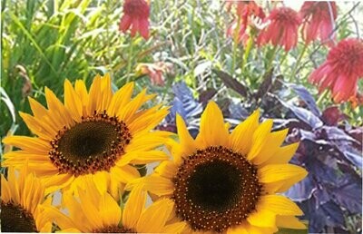 Helianthus annuus - 'Holiday' - Sunflower