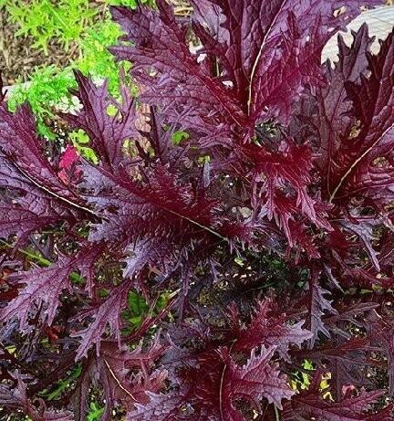 Miz America - Brassica juncea -  Mizuna Mustard