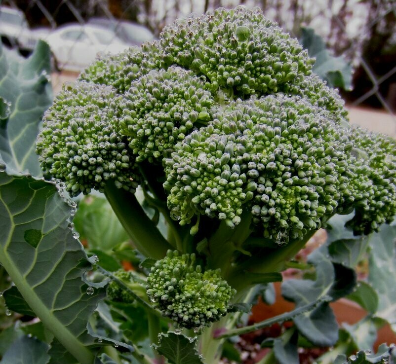 De Cicco - Brassica oleracea - Broccoli