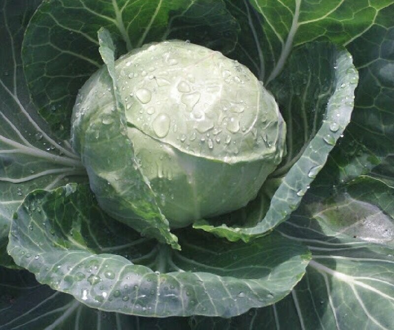 Cabbage - TIARA - Brassica oleracea capitata - SEEDS