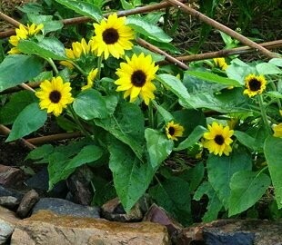 Helianthus annuus 'Big Smile' - Sunflower