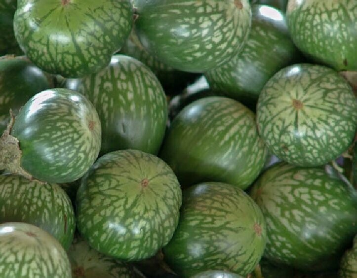 'Lao' Green Striped Eggplant (Solanum melongena)