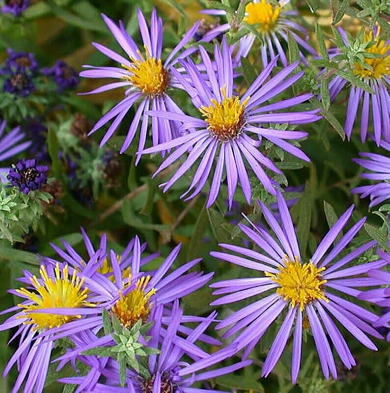 Aster - Symphyotrichum oblongifolium - Aroma