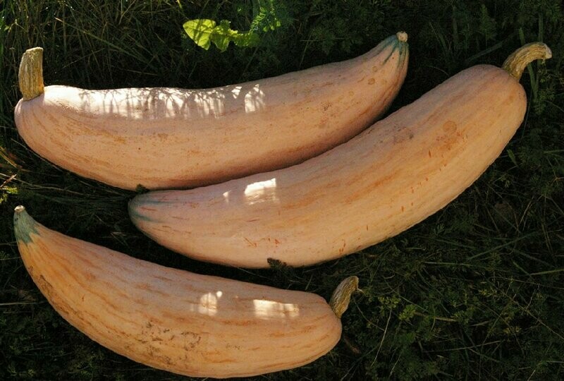 Cherokee - North Georgia Candy Roaster - Squash
Cucurbita maxima