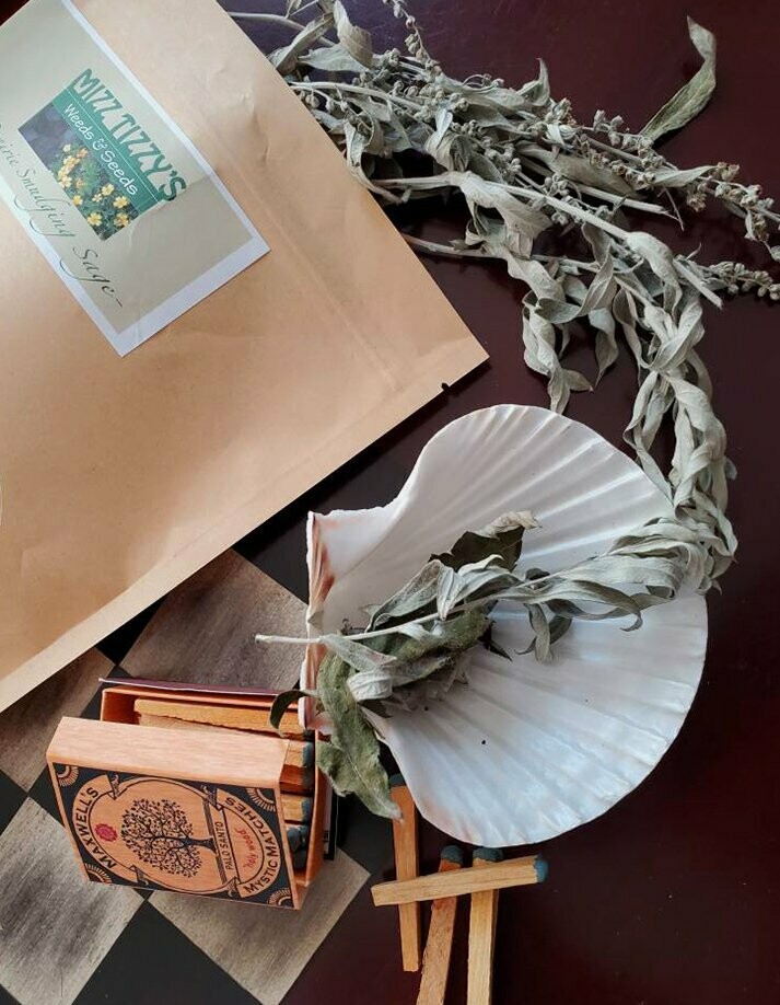 Smudging Sage - Prairie Sage  -  Artemisia ludoviciana