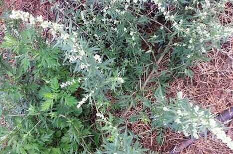 Mugwort - Artemisia vulgaris