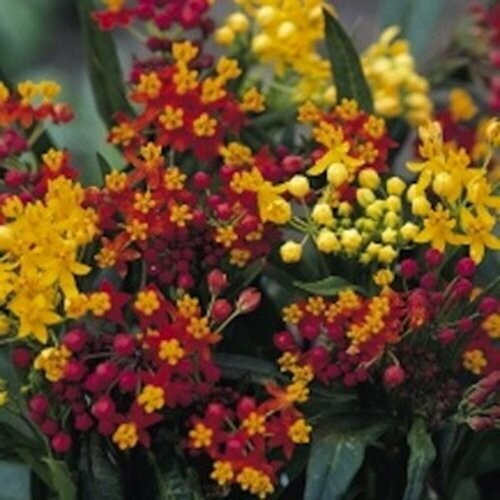 Asclepias curassavica (Silky Formula Mix Milkweed)