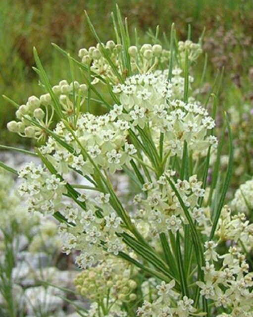 Asclepias verticillata (Whorled Milkweed)