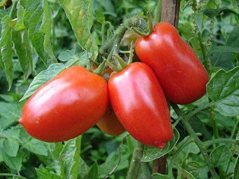 Tomato - "San Marzano" - Paste - Roma SEEDS