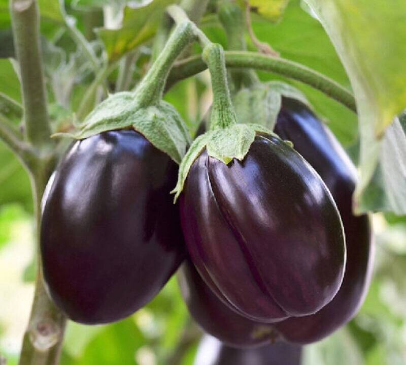 Patio Baby - Eggplant Seeds