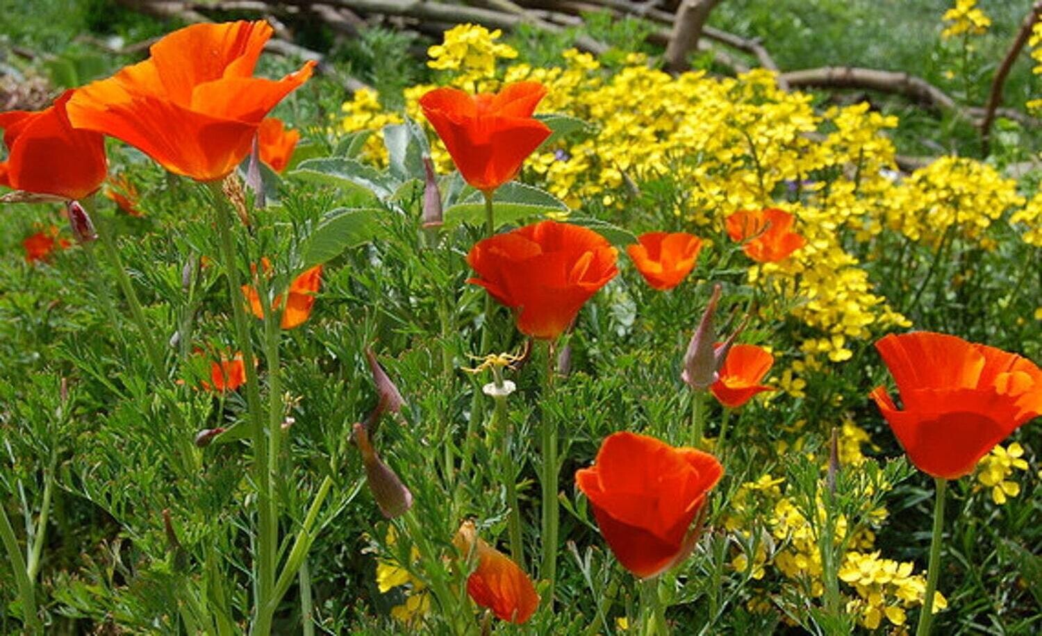 California Poppy - "Red Chief" Seeds