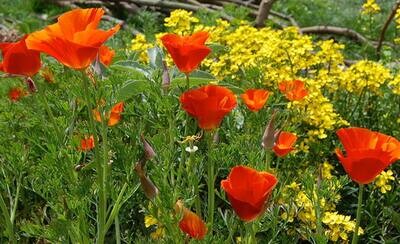 California Poppy - "Red Chief" Seeds