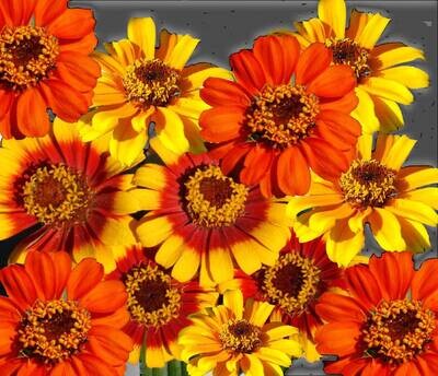 Fiesta Bouquet - Zinnia