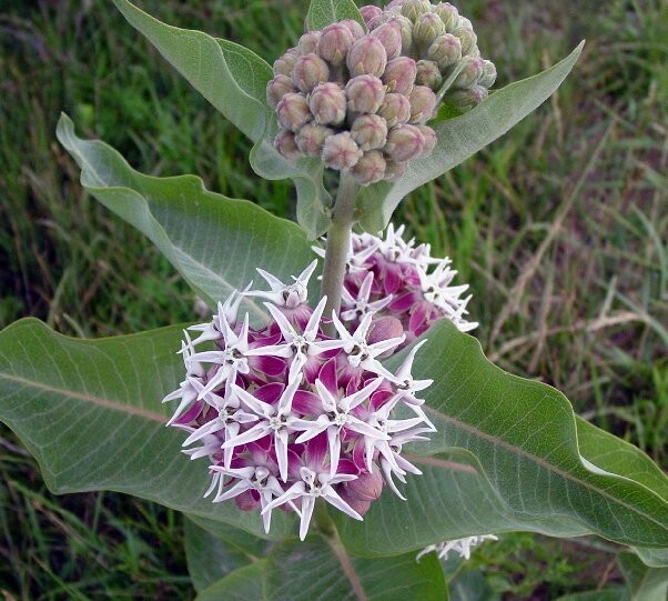 Asclepias speciosa (Showy Milkweed )