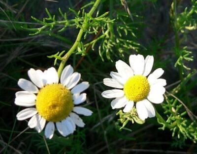 Matricaria recutita - Chamomile Seeds