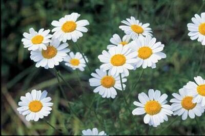 Tanacetum cinerariifolium - Pyrethrum Seeds