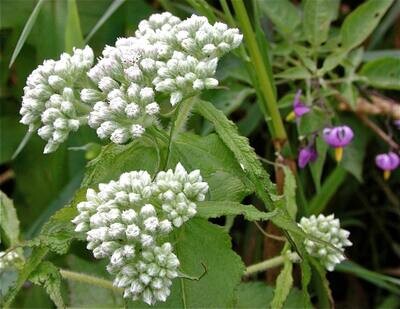 Eupatorium Perfoliatum - Boneset