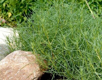Salsola komarovii - Saltwort