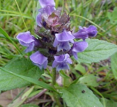 Prunella vulgaris - Self Heal