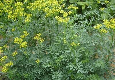 Ruta graveolens - Rue Seeds Ruta graveolens - Rue Seeds