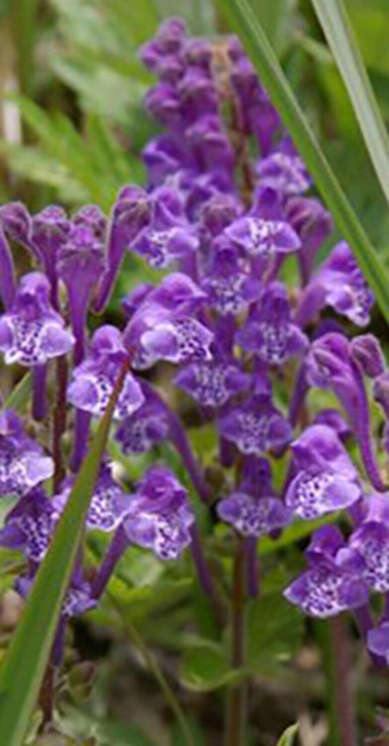 Scutellaria baicalensis - Skullcap