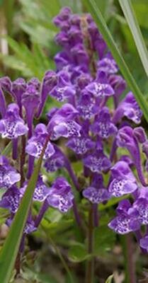 Scutellaria baicalensis - Skullcap