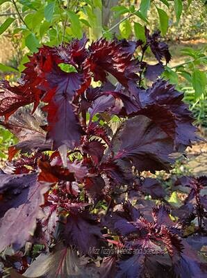 Perilla frutescens - Red Shiso Seeds