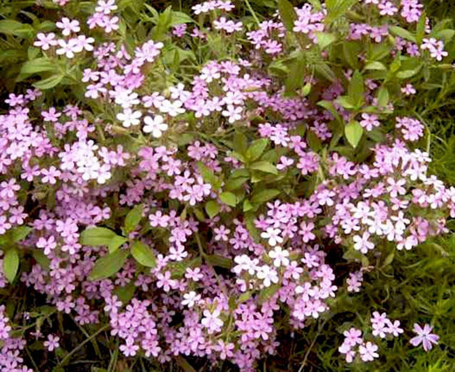 Saponaria officinalis - Soapwort - Bouncing Bet