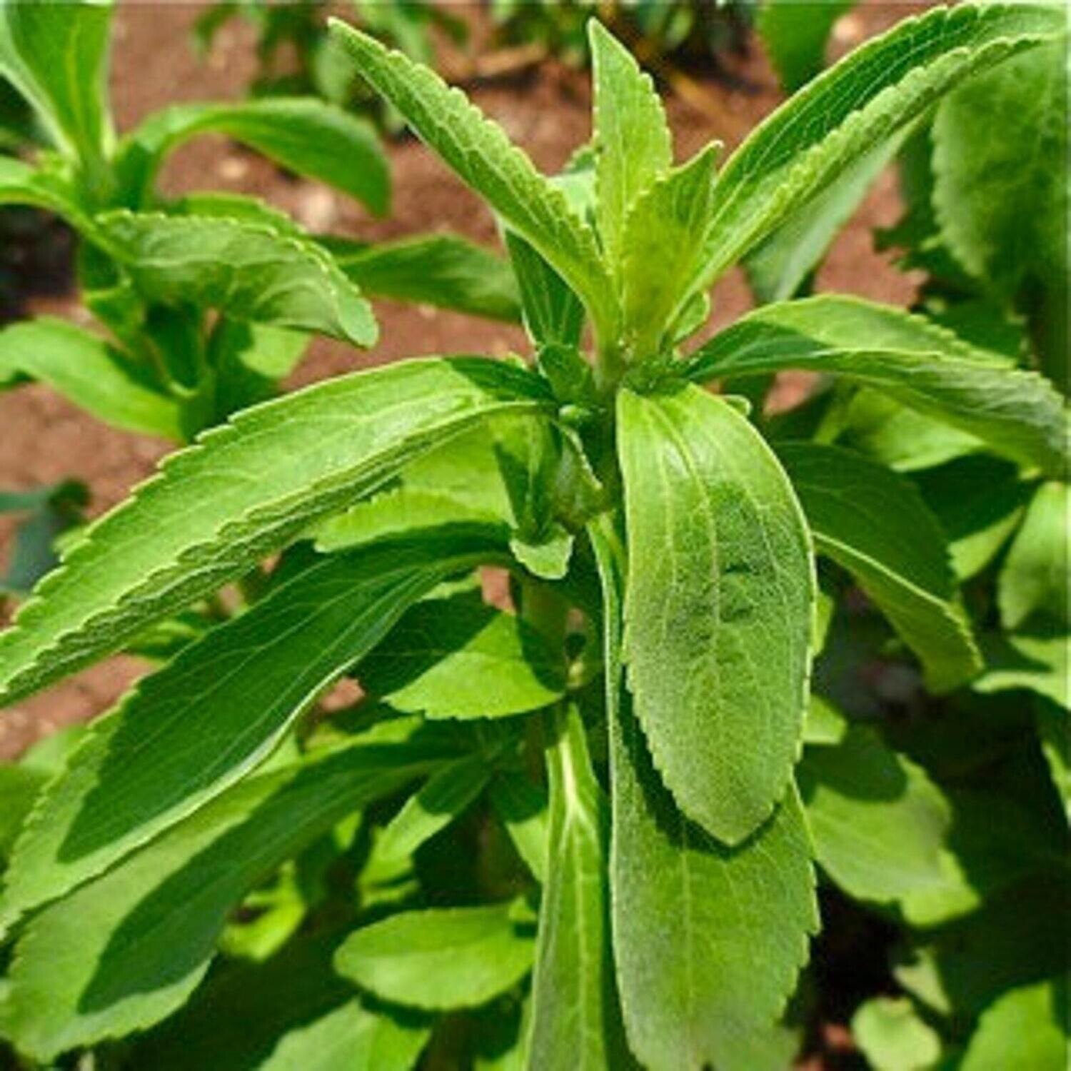 Stevia rebaudiana - Stevia Seeds - Plus Recipes and Use