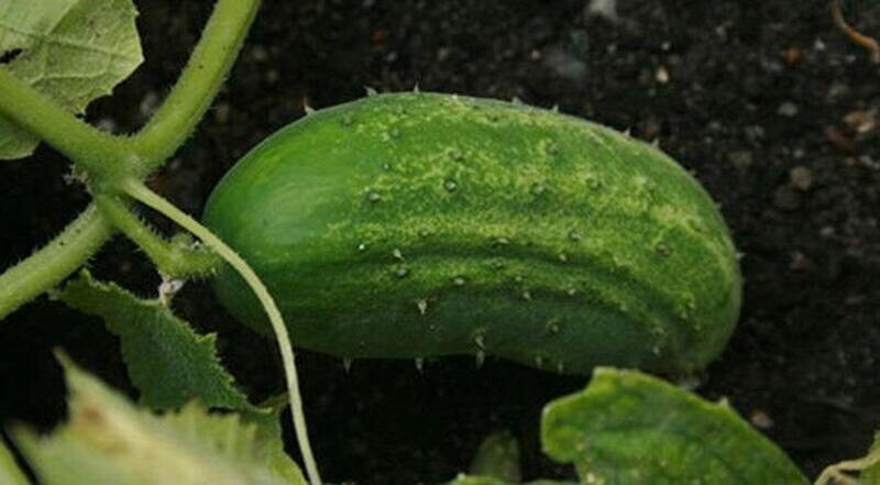 Arkansas Little Leaf Cucumber