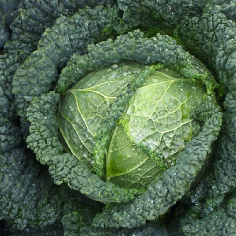 Alcosa Cabbage - Brassica oleraccea