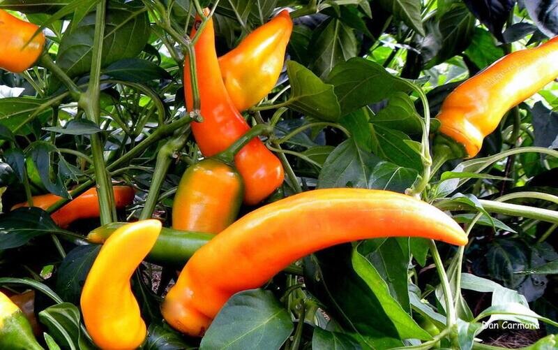 Golden Treasure Pepper Seeds