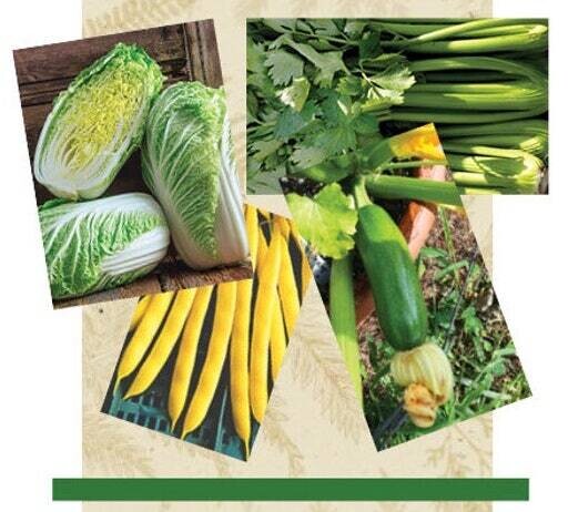 50 Day Gardens in a Pot or a Plot #1 - 10% discount