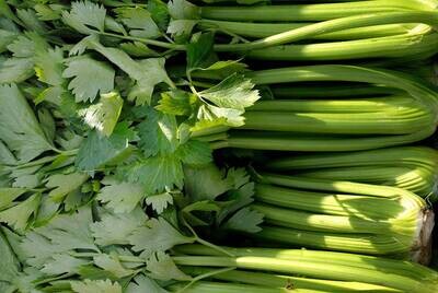 Apium graveolens - Chinese Cutting Celery