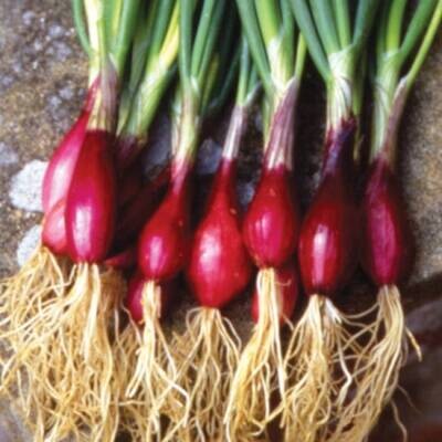 Onion Seeds - Scallions - Deep Red Bunching Onions