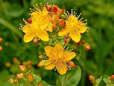 Hypercium perforatum - St. John’s Wort Seeds