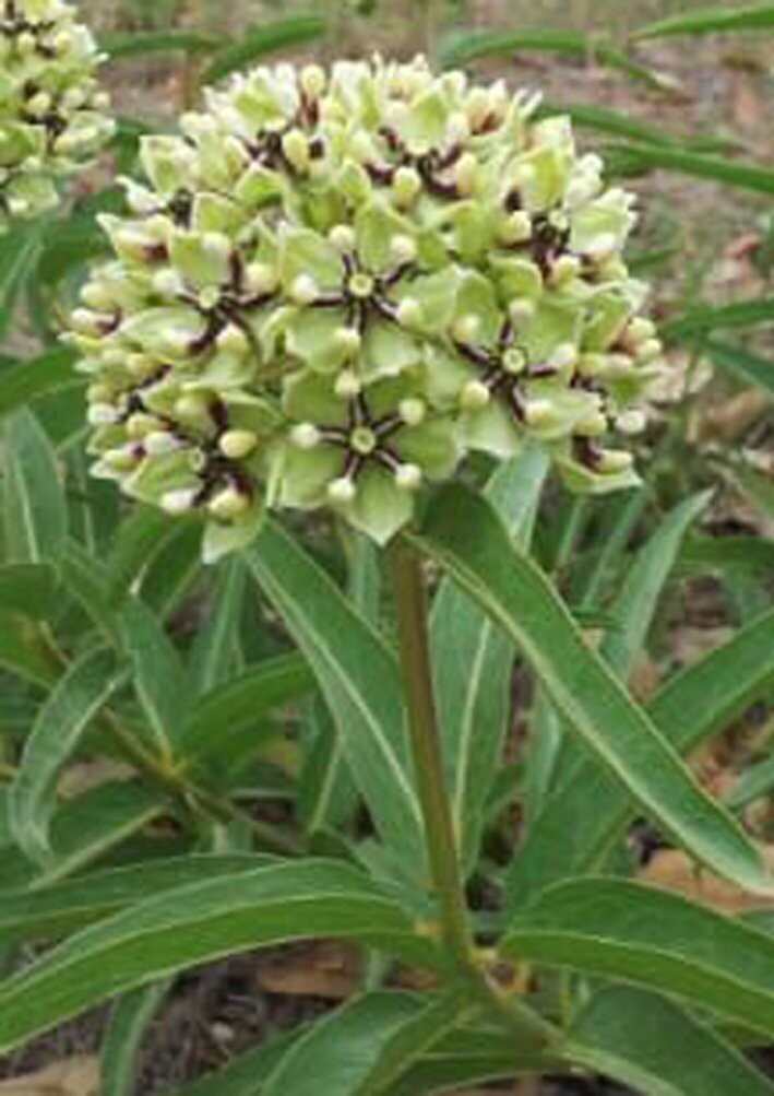 Asclepias viridis - Spider Milkweed
